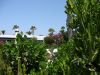 Fuerteventura-Wohnhaus-Kakteen-Kaktus-Garten .JPG