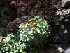 Hibiskus-Pflanzen-Vulkan-Garten-Lanzarote.JPG