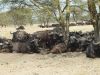 bueffel-herde-safari-kenia.jpg