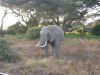 elefanten-safari-kenia.jpg