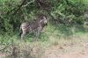 suedafrika urlaubsreise pilanesberg nationalpark zebra.JPG