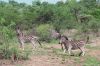 urlaub-suedafrika-safari-foto-pilanesberg-nationalpark-zebras.JPG
