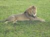 1-loewe-freiheit-kenia-safari.jpg