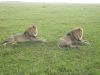 2-loewen-freiheit-safari-kenia.jpg