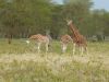 giraffe-giraffa-camelopardalis-giraffen-kenia-safari.jpg
