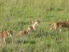 loewen-babys-masai mara-kenia-afrika.jpg