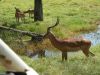springbock-masai-mara-safari-kenia.jpg