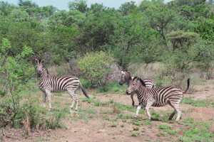 Suedafrika Pilanesberg Nationalpark