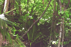 Urlaub Tobago Regenwald